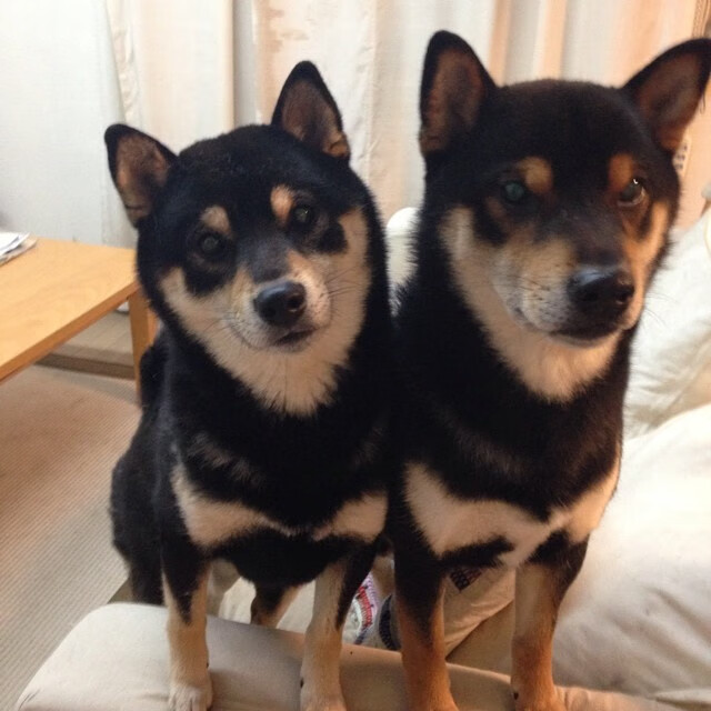 开云官方-布鲁诺·卡博克洛在NBA夏季联赛中展现适应能力，布鲁诺卡波科洛 2kol2