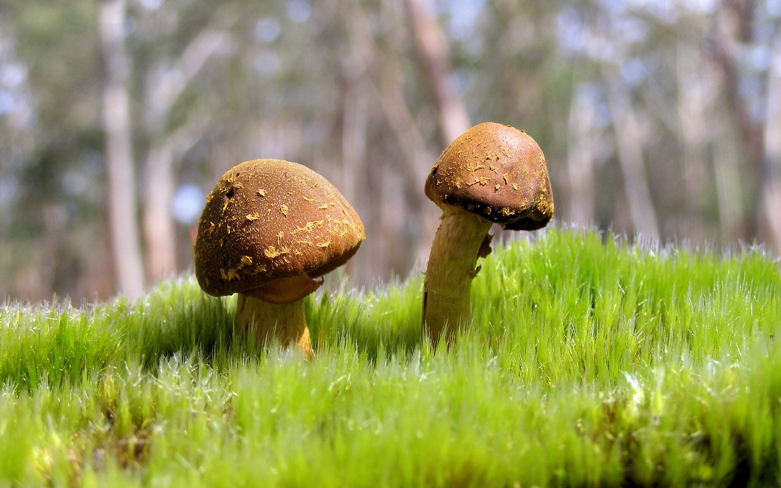 篮球裁判员综合素质提升培训课程开设，篮球裁判员培训教程