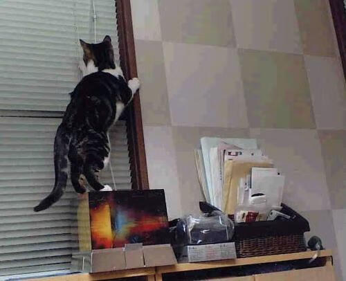 kaiyun官方网站-博洛尼亚在意大利联赛中赢得激动人心的比赛，博洛尼亚在意大利联赛中赢得激动人心的比赛是什么