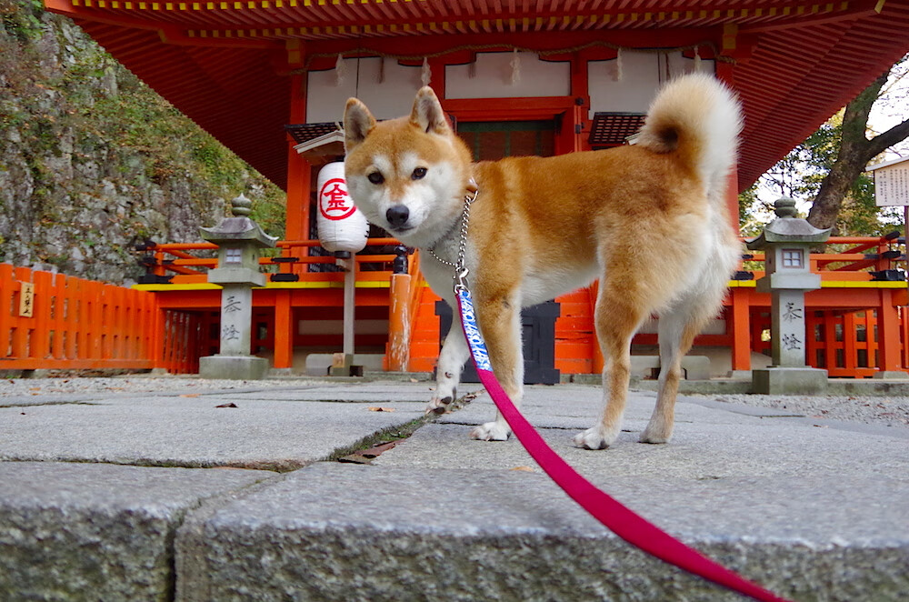 开云平台-塞尔维亚女足队奋力冲刺，一路领先，塞尔维亚 男足