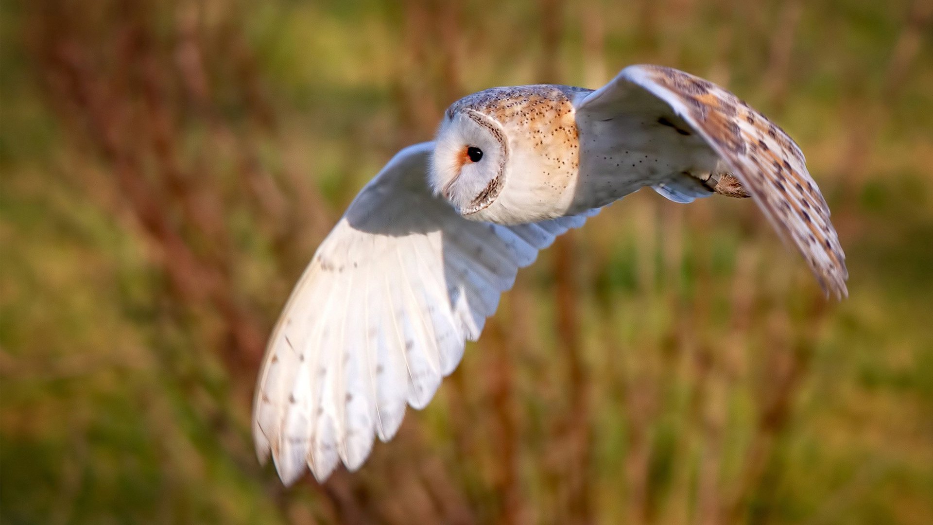 水晶宫主场输给埃弗顿,英超保级压力增大,英超水晶宫是强队吗