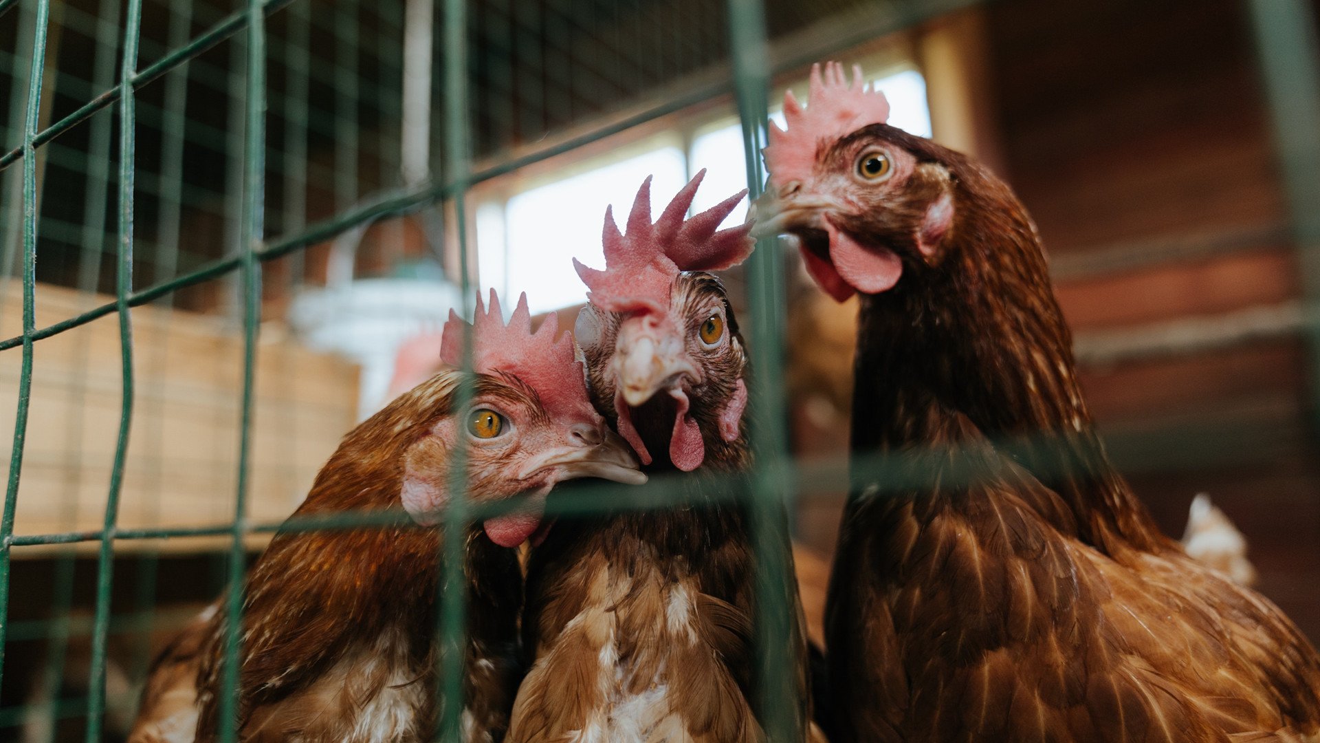 湖人队内部采访曝光 球员日常生活揭秘,湖人队的所有人员