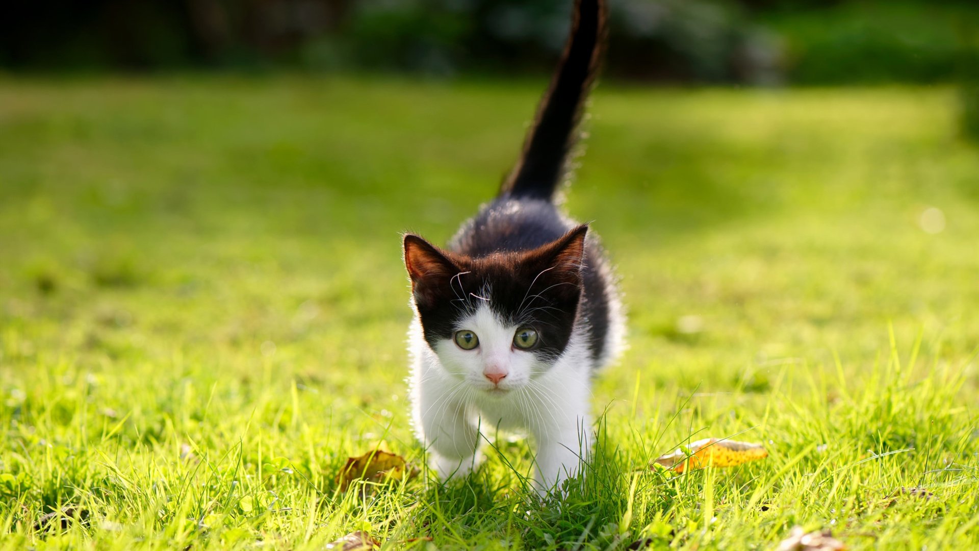 科隆签下意外新星,德甲劲旅增兵,德甲科隆赛程