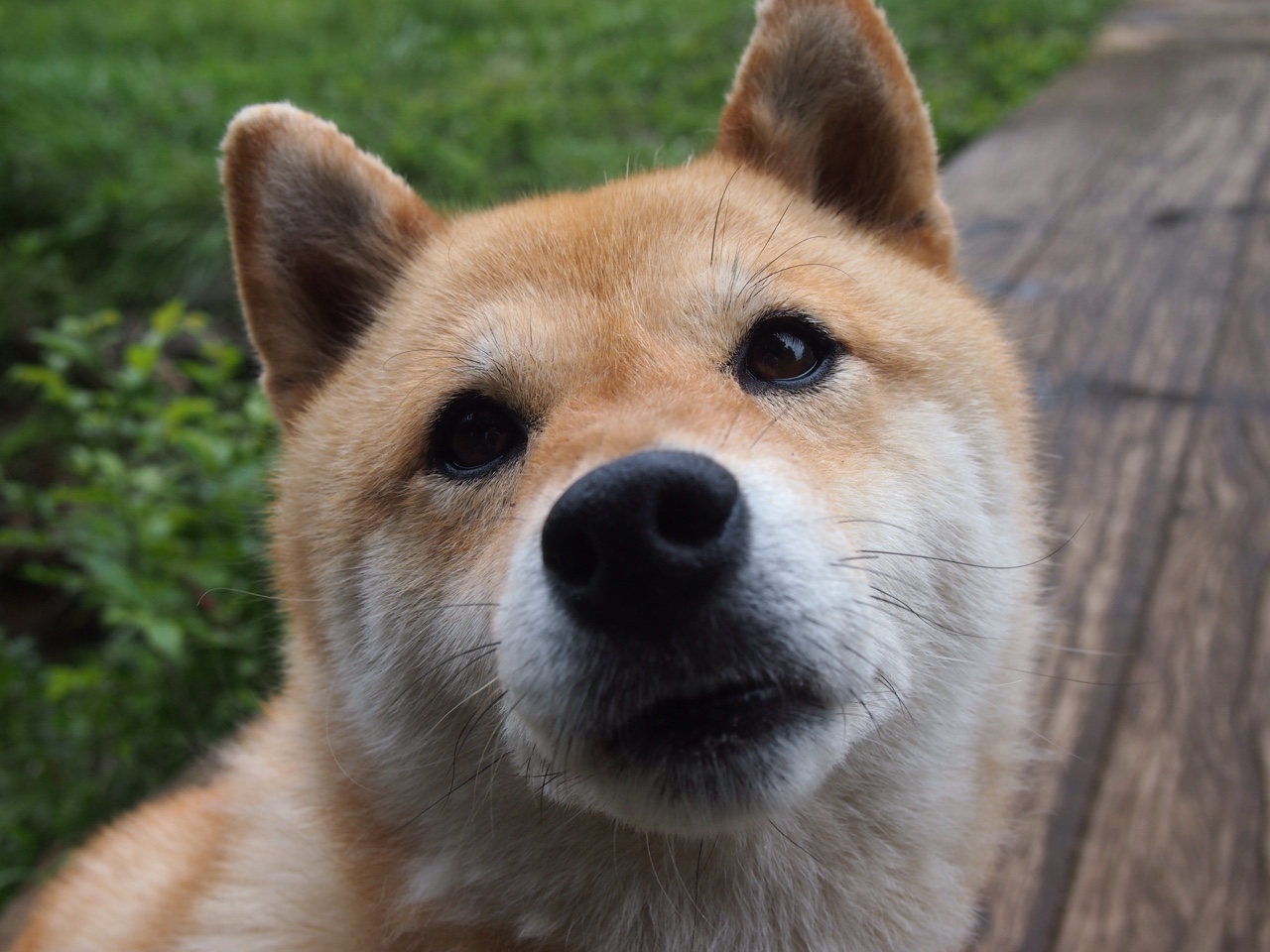 KAIYUNAPP-莫拉塔转会至尤文图斯，莫拉塔 转会