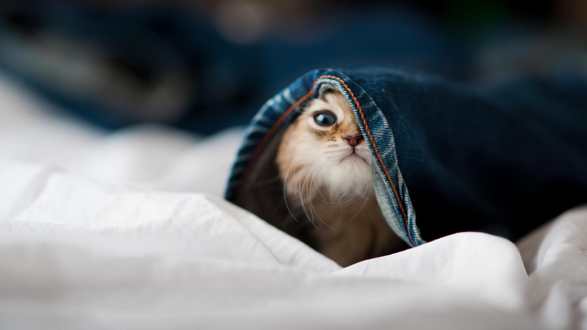 kaiyun体育app-风起云涌！欧预赛中的一场争夺令人目不转睛，欧预赛2022