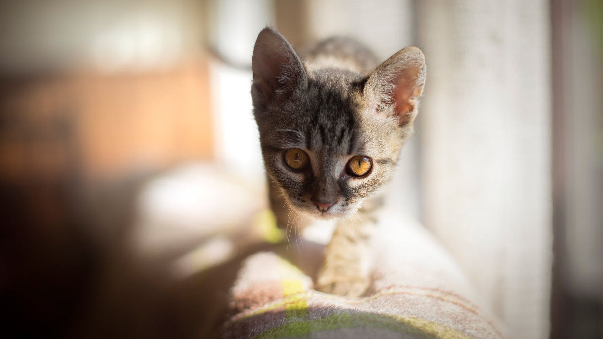 开云官方-NBA球员心理健康支持，篮球运动员心理素质