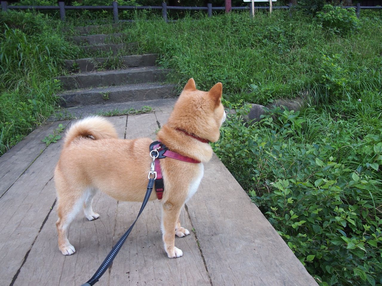 kaiyun网站-“快攻制胜！新都福乐球赛选手展现非凡技艺”