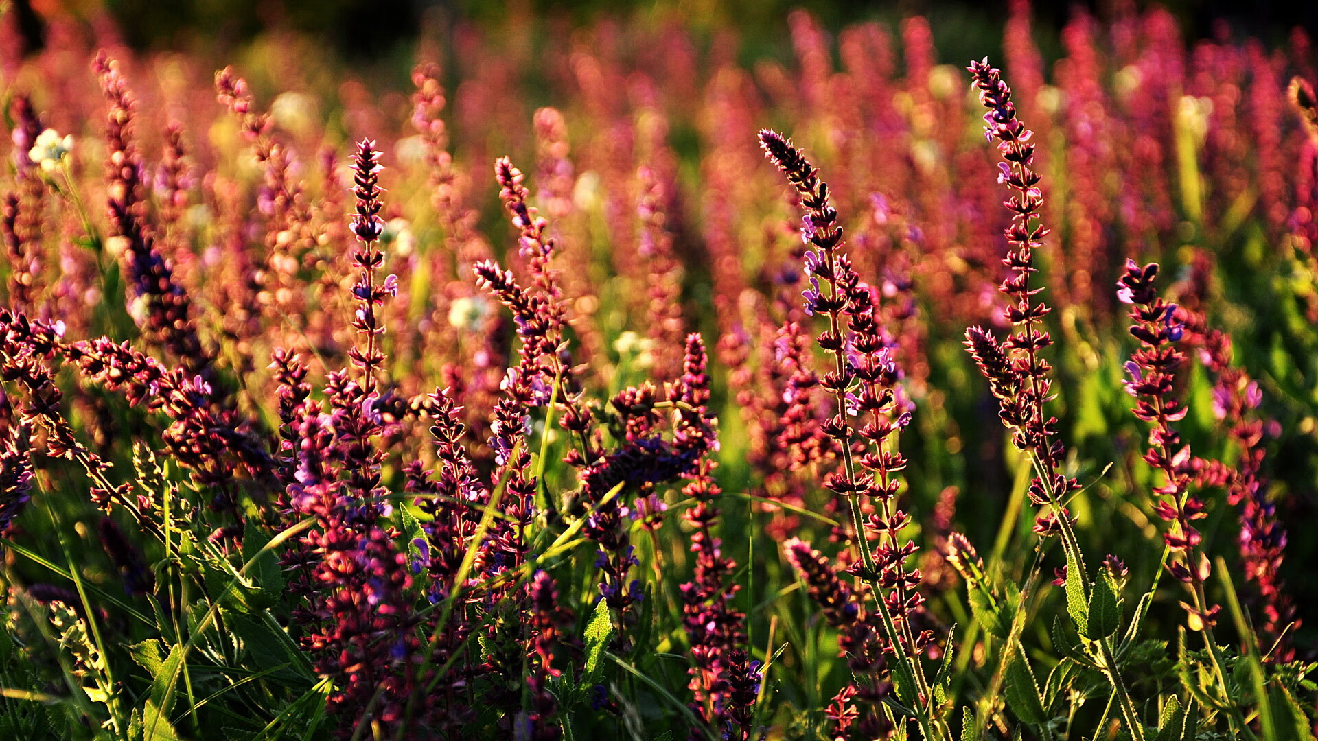 中国男篮防守强度显著提高 球队默契增强，中国男篮面临一个可怕的对手