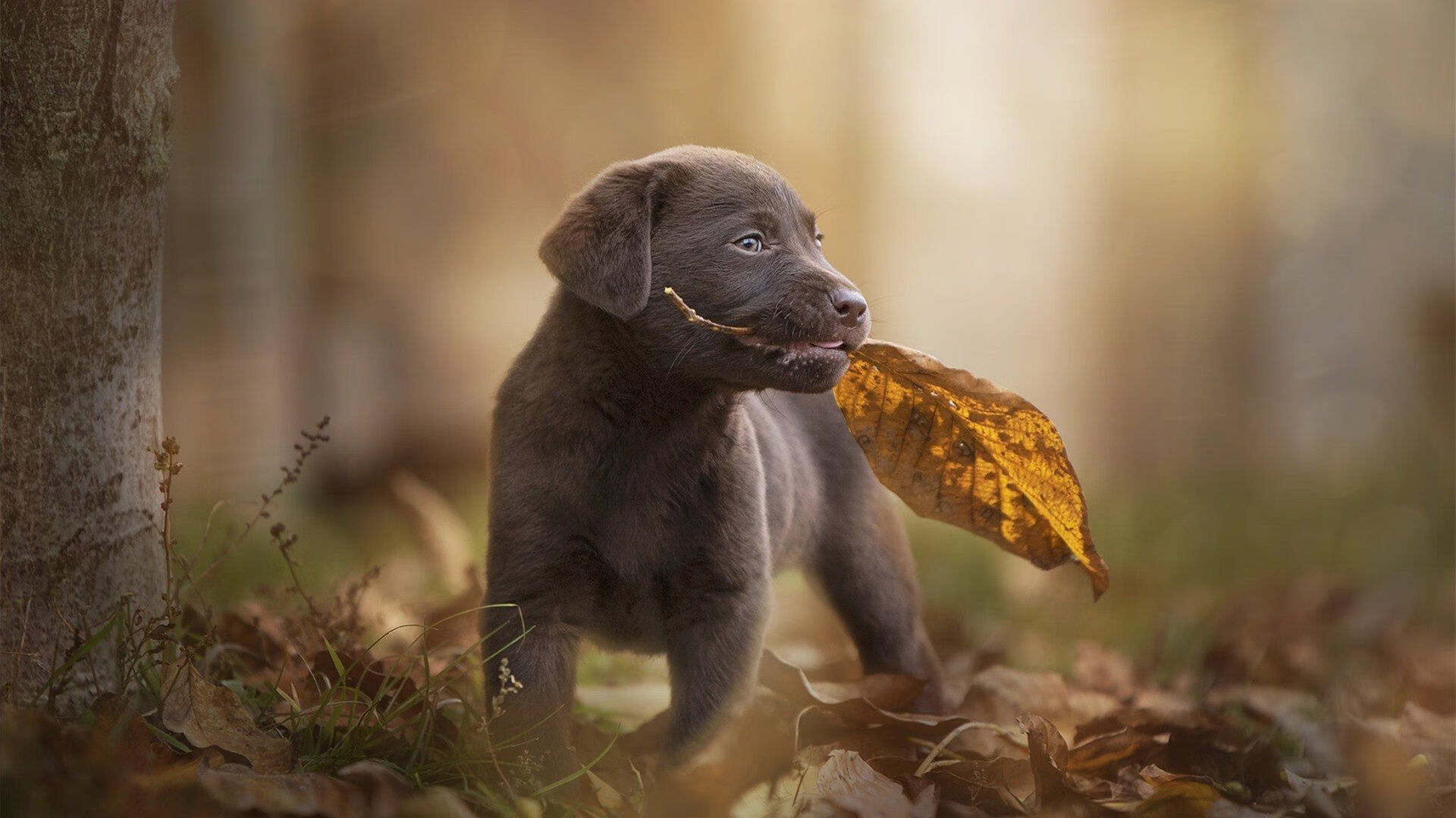 Kaiyun APP-中国男篮备战国际比赛 状态持续回升，中国男篮国家队比赛赛程安排