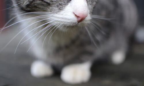 kaiyun登录入口-南特保持主场不败创造队史纪录，南特vs特鲁瓦比分预测