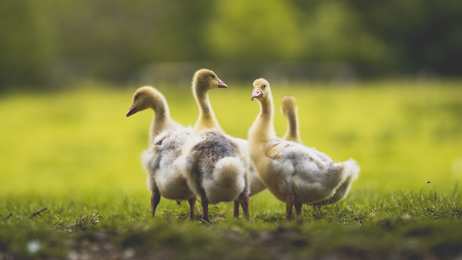 kaiyun.com-本菲卡队长展现领袖气质稳定军心，本菲卡强吗