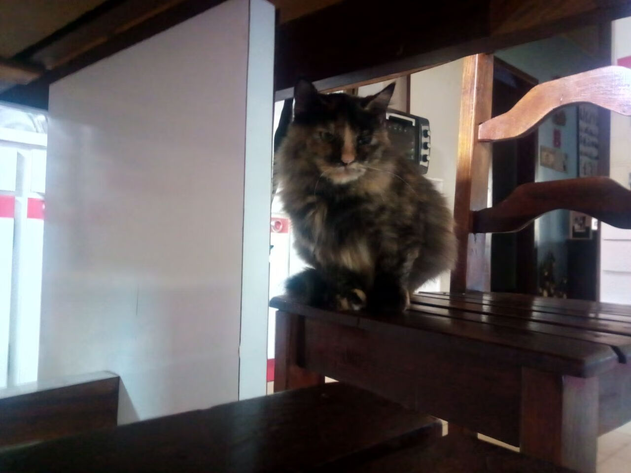 开云中国大陆-Popovici摘得男子100 m自由泳银牌