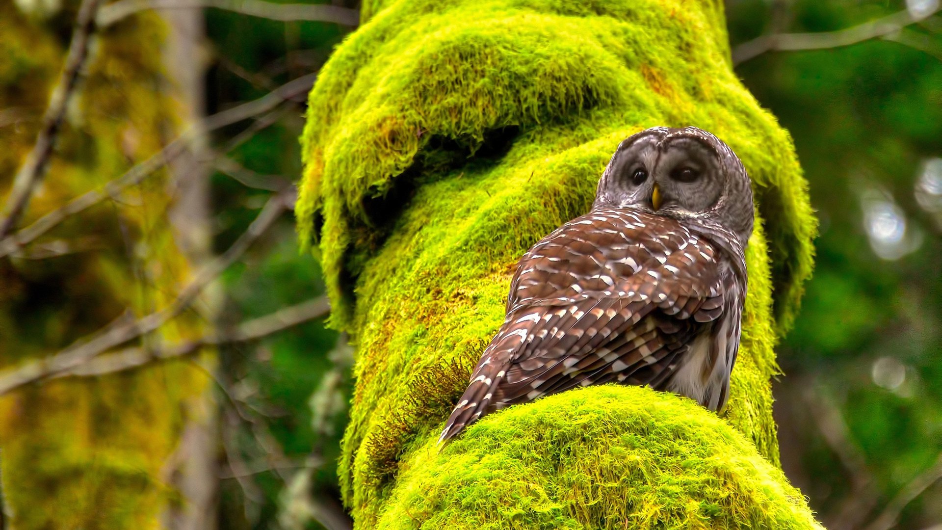 谢佩玲稳步提升成绩赢得认可,谢佩佩台湾